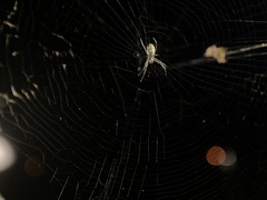 Trichonephila plumipes