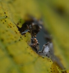 Phyllactinia moricola