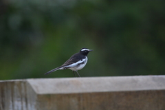 Motacilla maderaspatensis
