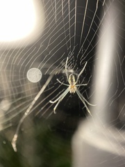 Trichonephila plumipes