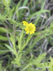 Osteospermum muricatum