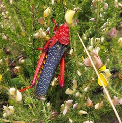 Phymateus morbillosus