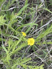Osteospermum muricatum