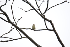 Dicaeum erythrorhynchos