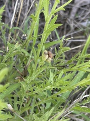 Osteospermum muricatum