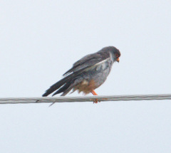 Falco amurensis