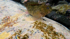 Parablennius parvicornis