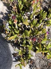 Ruschia promontorii