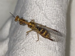 Spaminta minjerribae