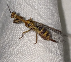 Spaminta minjerribae