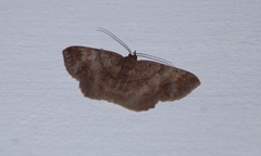 Petelia medardaria