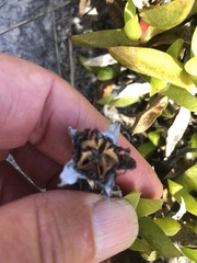 Ruschia promontorii