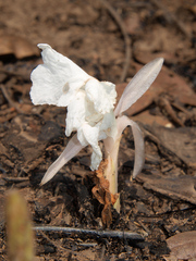 Siphonochilus rhodesicus
