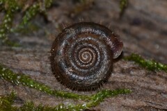 Helicodonta obvoluta