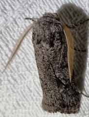 Cryptophasa irrorata