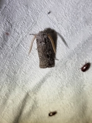 Cryptophasa irrorata