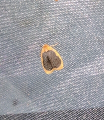 Pseudoblabes oophora