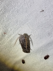 Cryptophasa irrorata