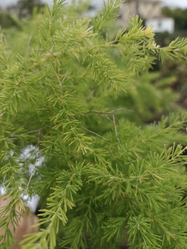 Asparagus scoparius image