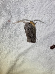 Cryptophasa irrorata