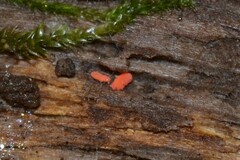 Bilobella braunerae