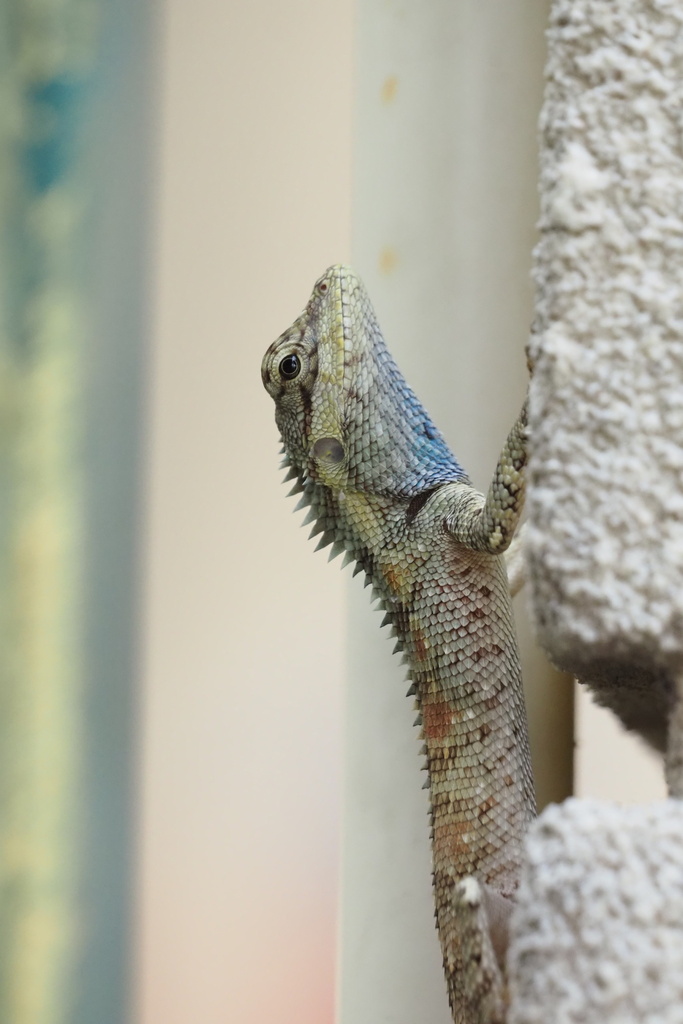 siamese-blue-crested-lizard-from-soi-muban-baan-klang-krung-grande