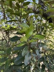 Euclea natalensis natalensis