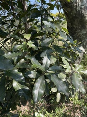 Euclea natalensis natalensis