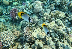 Chaetodon lineolatus