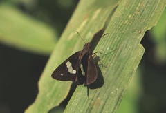 Notocrypta paralysos