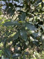 Euclea natalensis natalensis