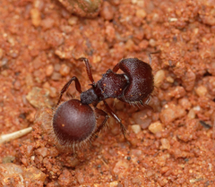 Meranoplus diversus