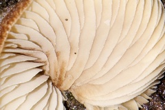 Deconica horizontalis