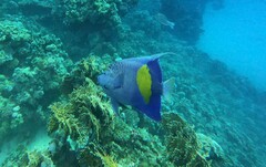 Pomacanthus maculosus