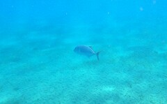 Caranx ignobilis