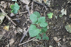 Rubus fruticosus