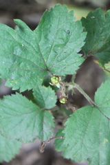 Rubus fruticosus
