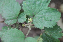 Rubus fruticosus