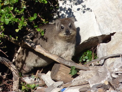 Procavia capensis capensis