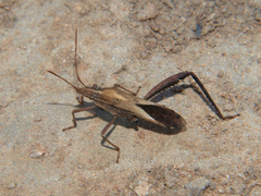 Nariscus cinctiventris
