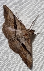 Gastrinodes bitaeniaria