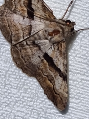 Gastrinodes bitaeniaria