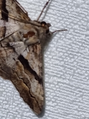 Gastrinodes bitaeniaria