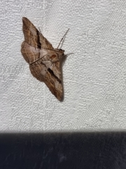 Gastrinodes bitaeniaria