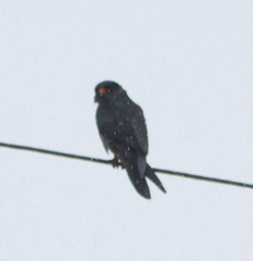 Falco amurensis