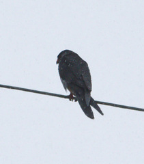 Falco amurensis