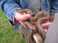 Lampropeltis calligaster