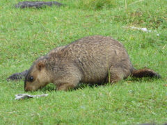 Marmota himalayana