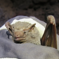 Taphozous nudiventris