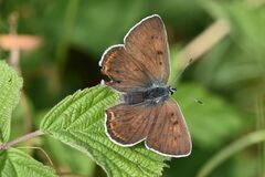 Lycaena alciphron